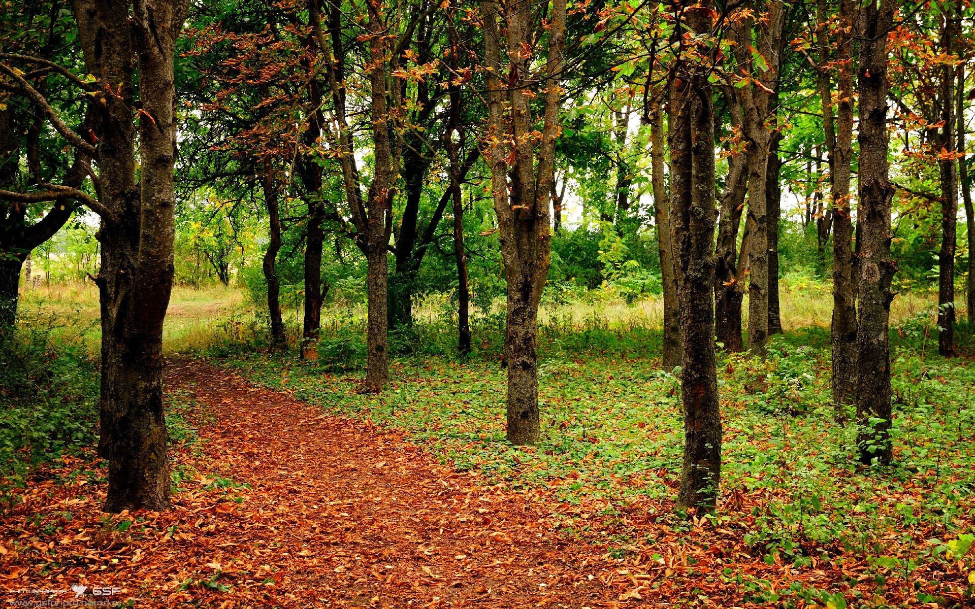 匈牙利队为胜利努力拼搏,誓死捍卫,匈牙利队虽败犹荣