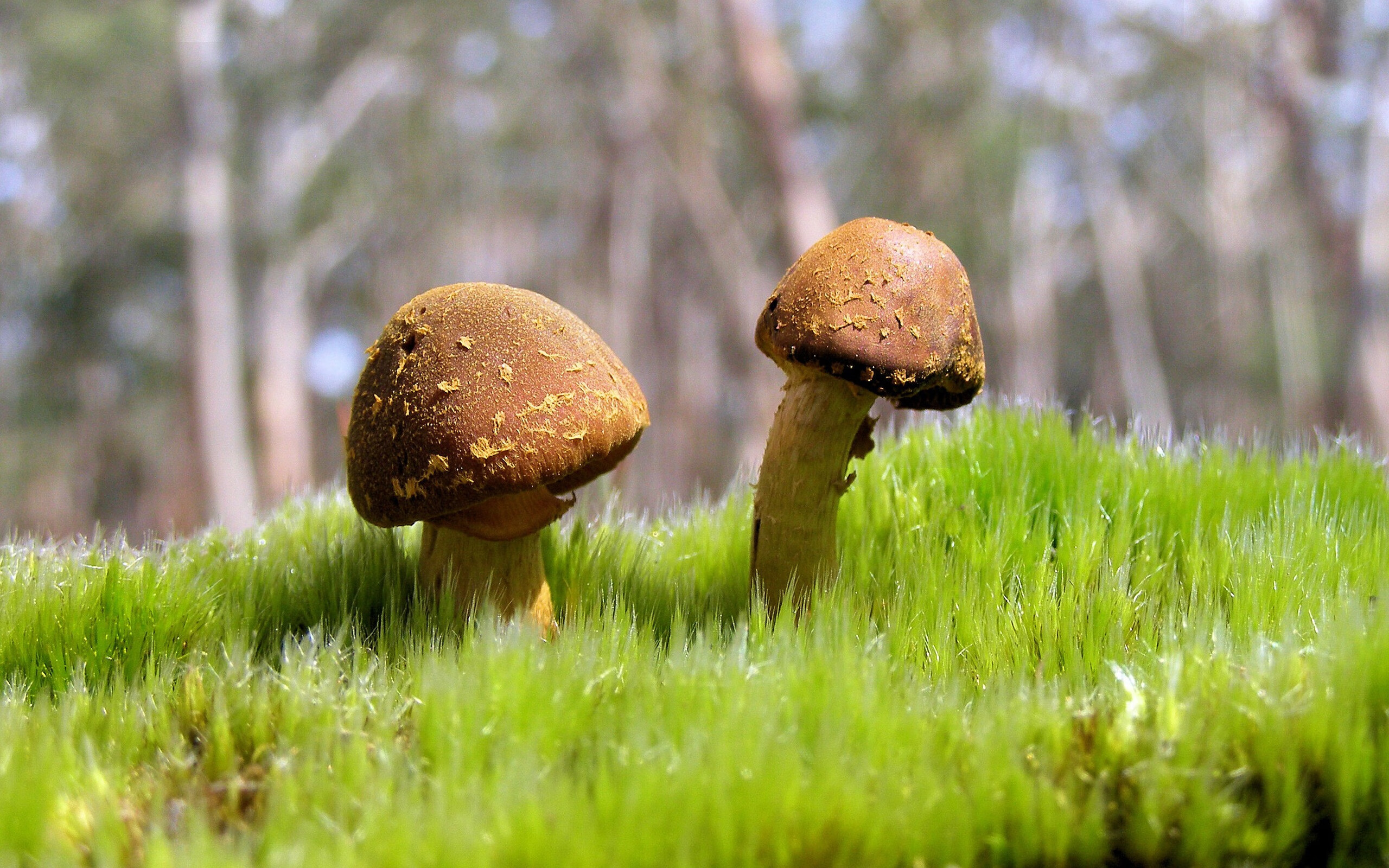 -日本小将一球成名！，日本 球员