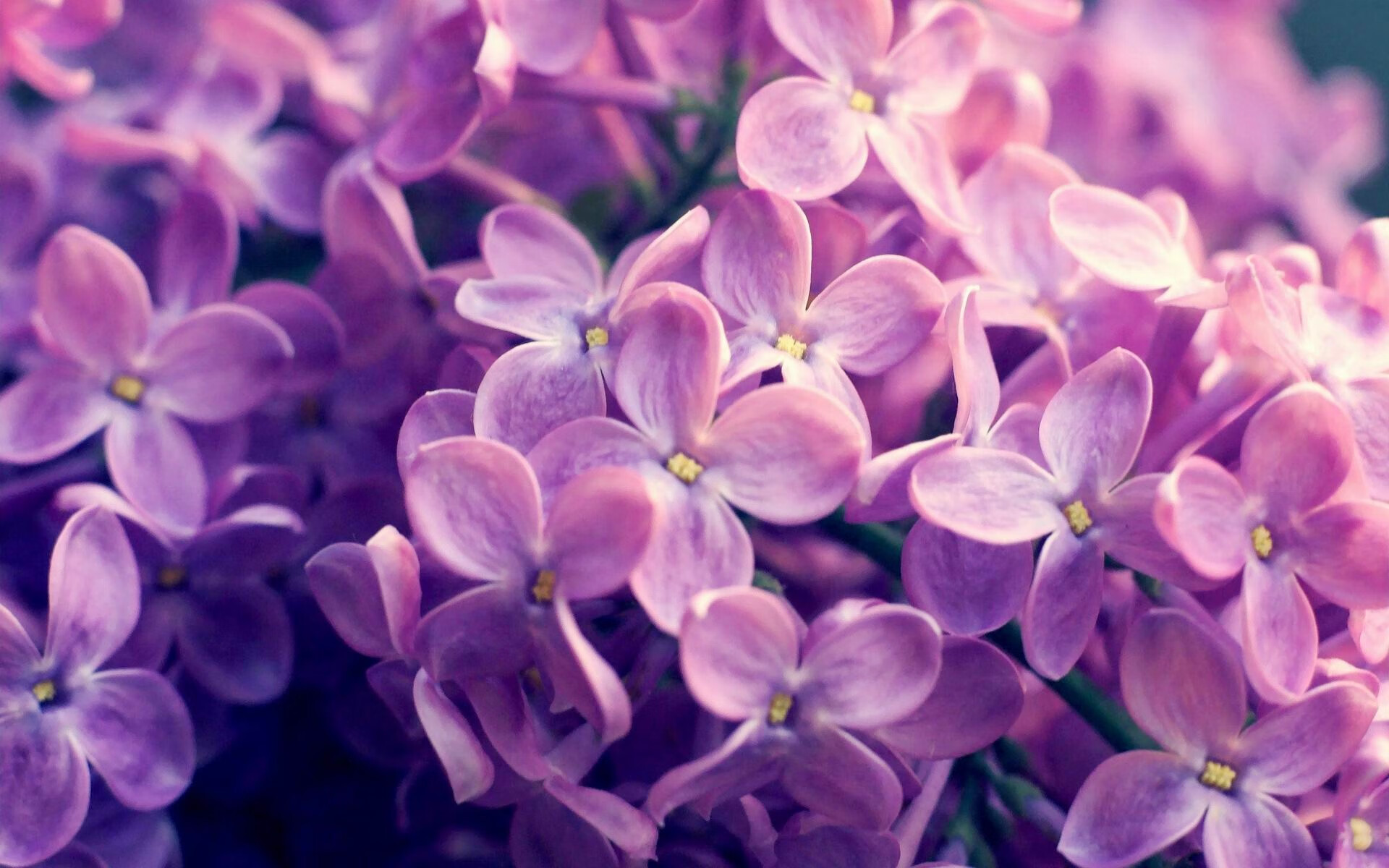 火箭年轻球员持续进步收获好评,火箭队优秀球员