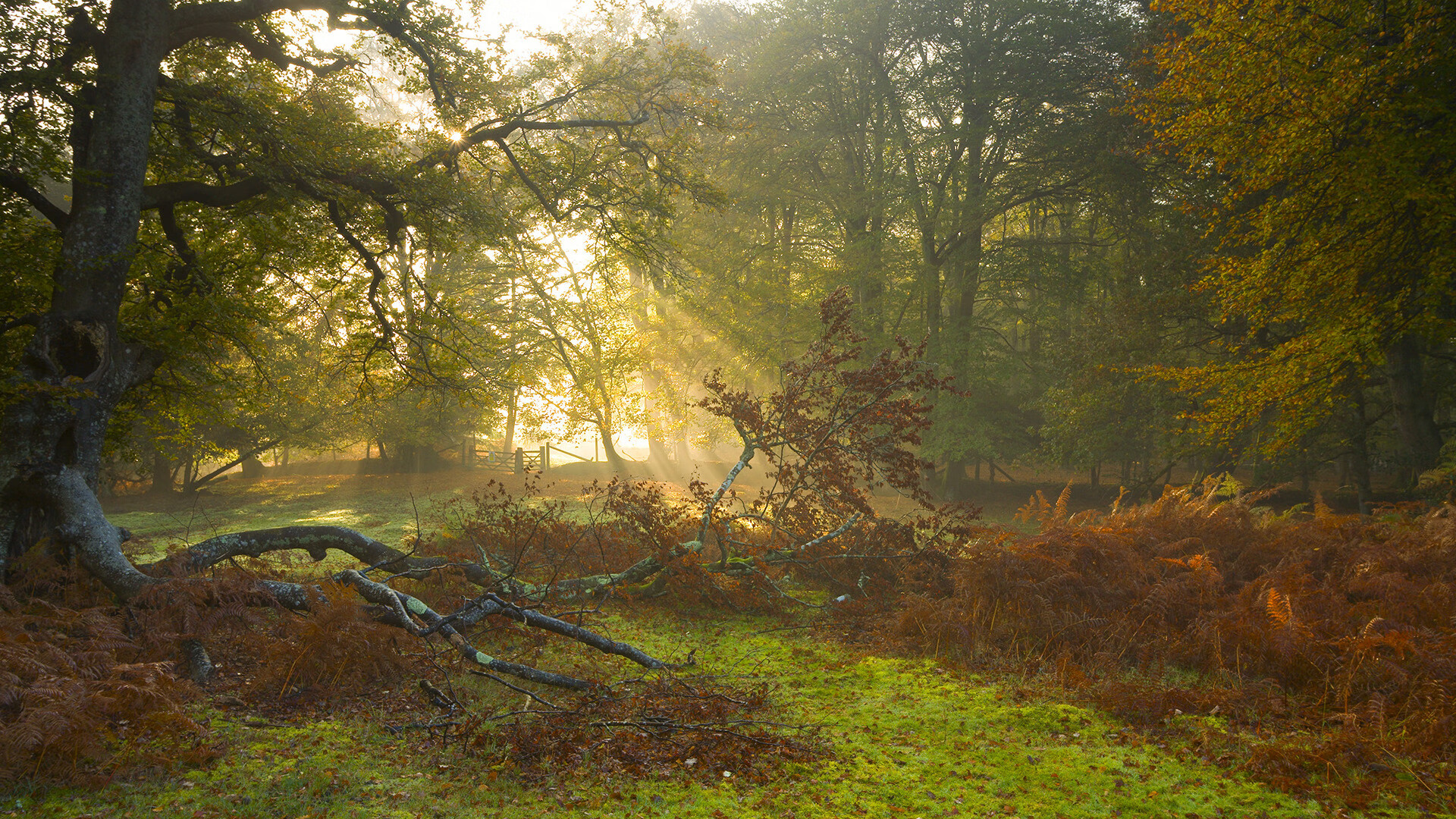 校园体育文化建设对学生心理健康的促进机制分析，校园体育文化的功能有哪些 增强体育和健康意识